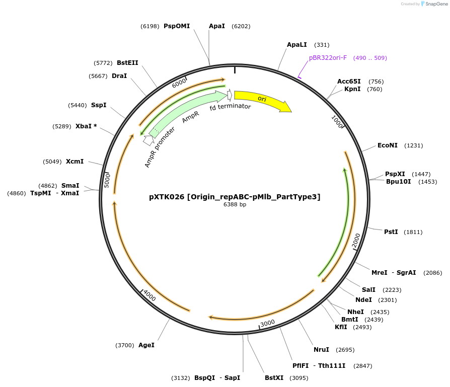 229263-plasmid-map-sequence-id-464658
