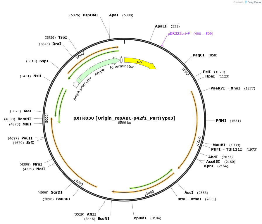 229267-plasmid-map-sequence-id-464661