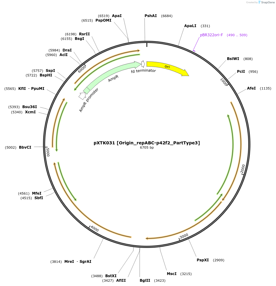 229268-plasmid-map-sequence-id-464662