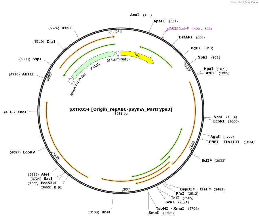 229271-plasmid-map-sequence-id-464665