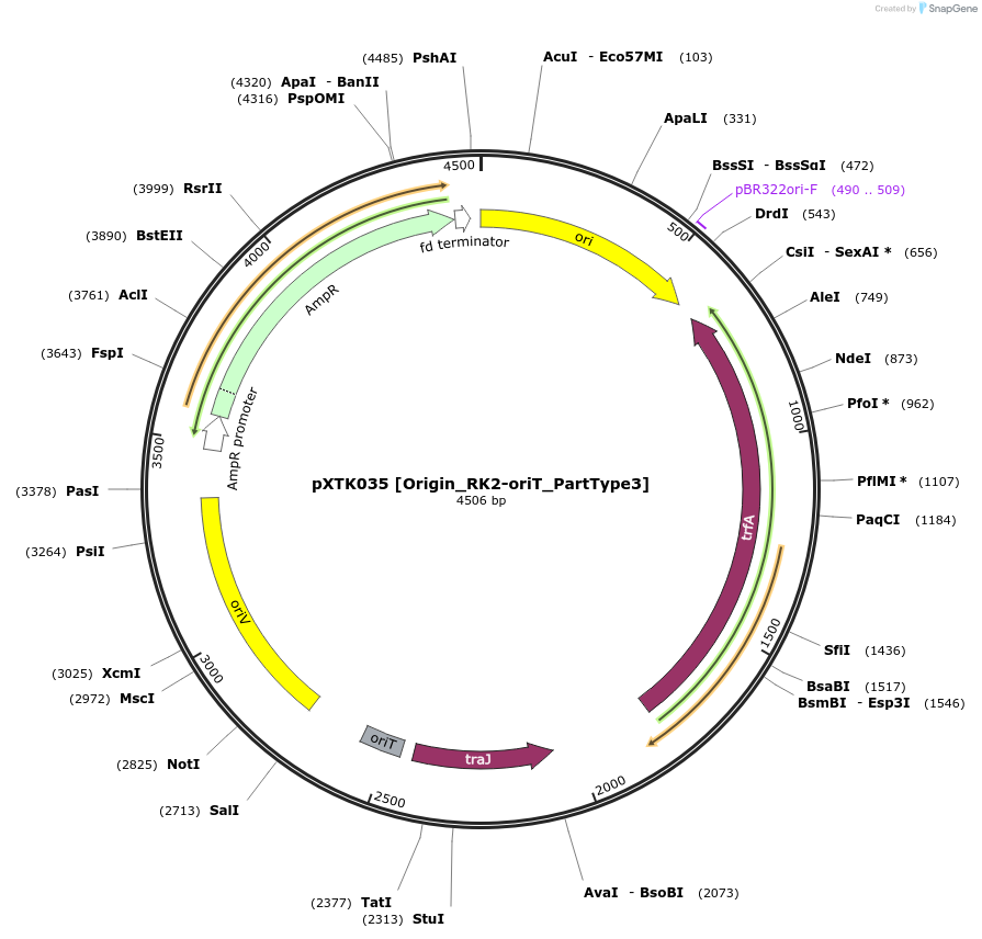 229272-plasmid-map-sequence-id-464666
