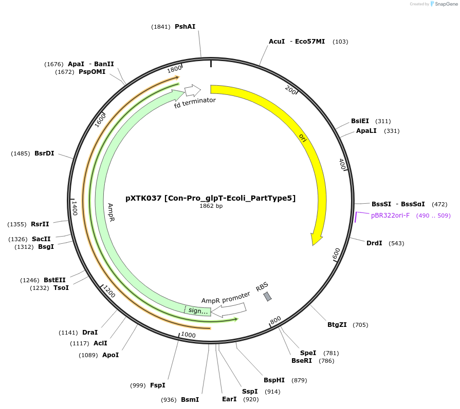 229274-plasmid-map-sequence-id-464668