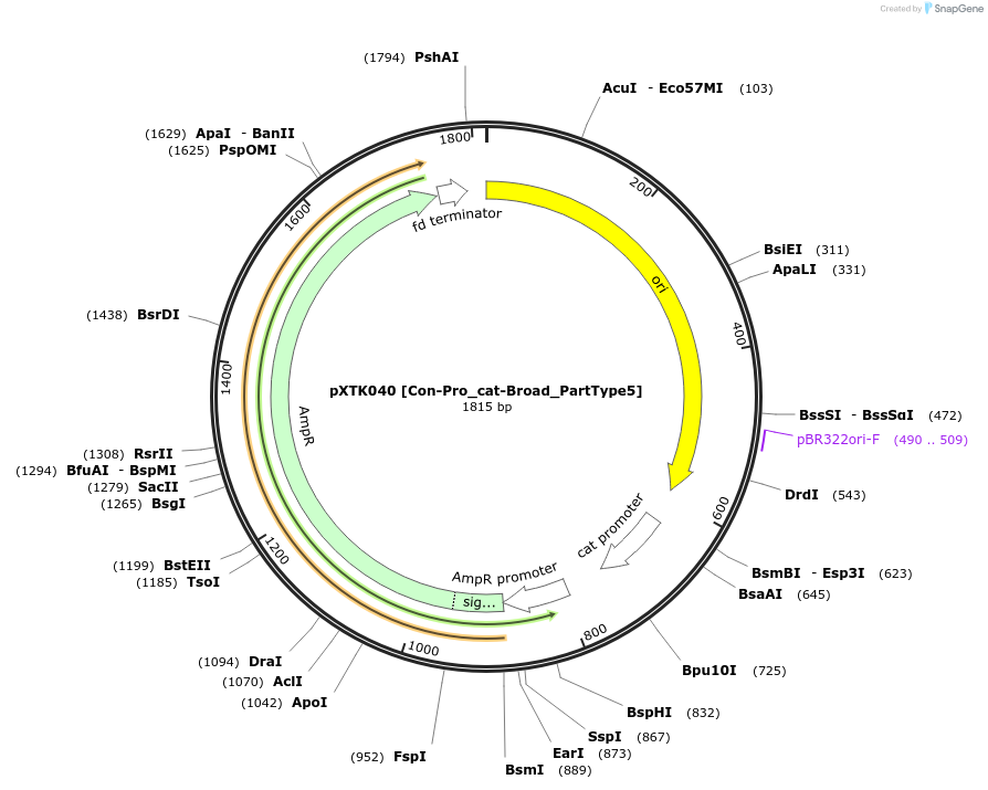 229277-plasmid-map-sequence-id-464670