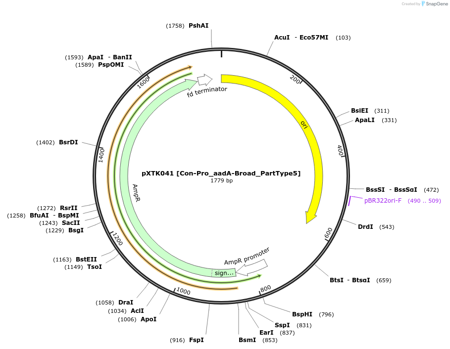 229278-plasmid-map-sequence-id-464671