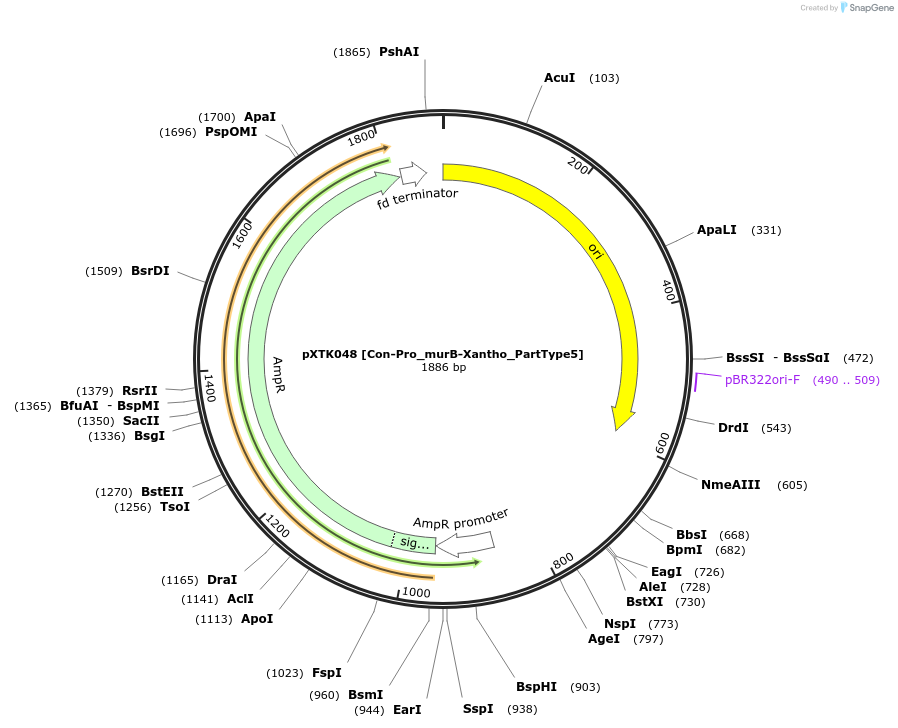 229285-plasmid-map-sequence-id-464677