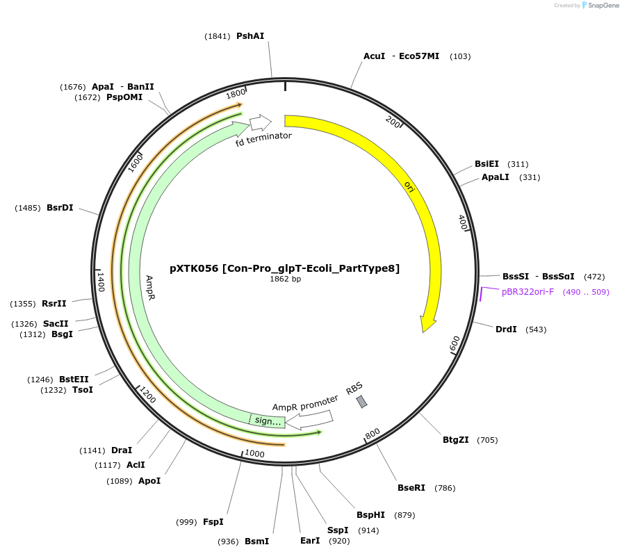 229293-plasmid-map-sequence-id-464684