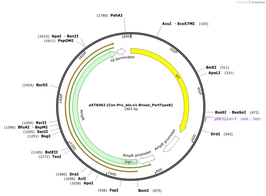 229299-plasmid-map-sequence-id-464690