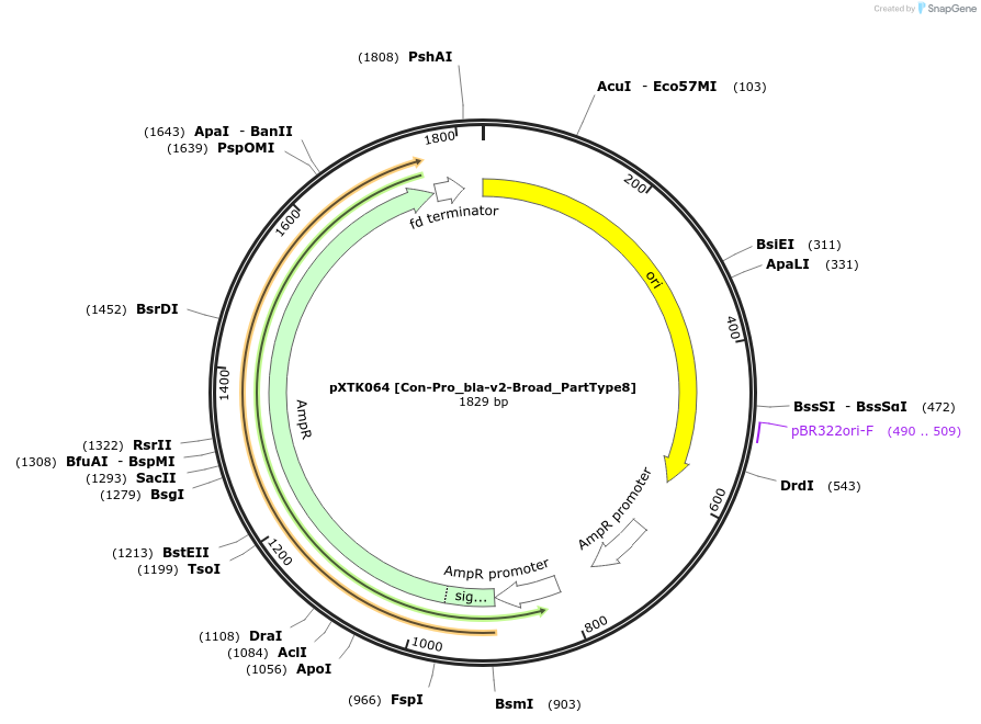 229301-plasmid-map-sequence-id-464691