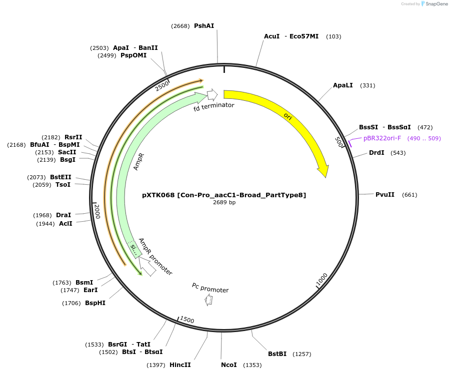 229305-plasmid-map-sequence-id-464695