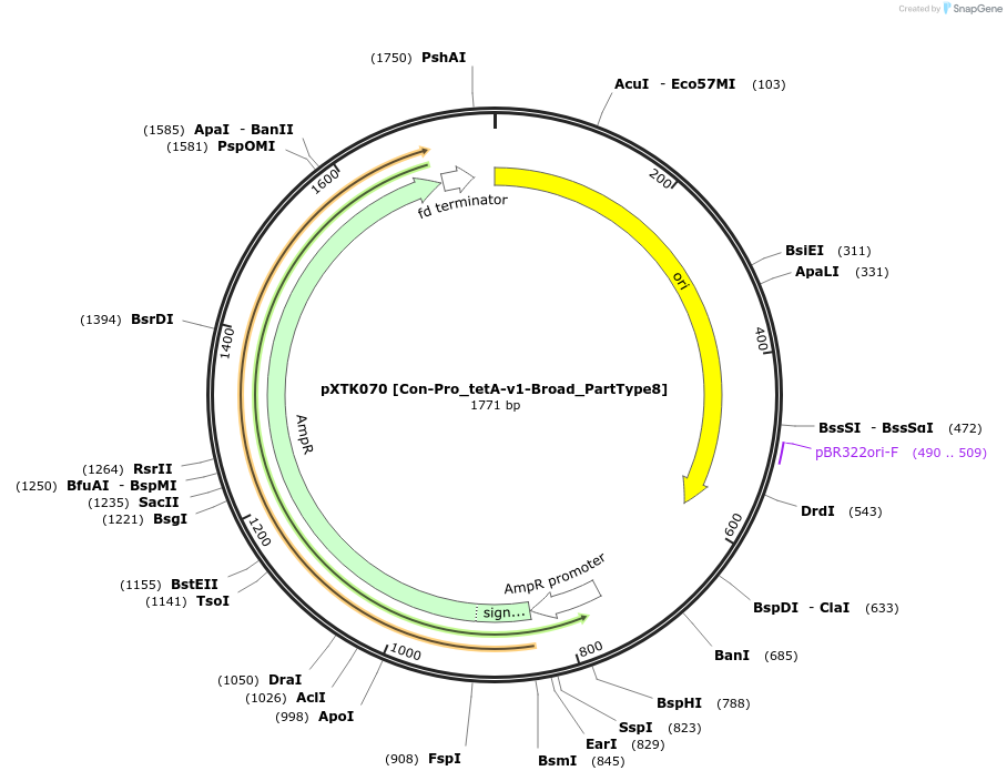 229307-plasmid-map-sequence-id-464697