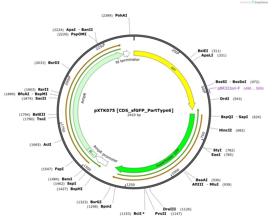 229312-plasmid-map-sequence-id-464701