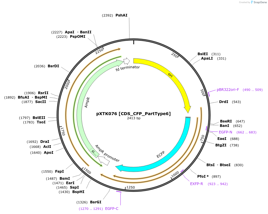 229313-plasmid-map-sequence-id-464702