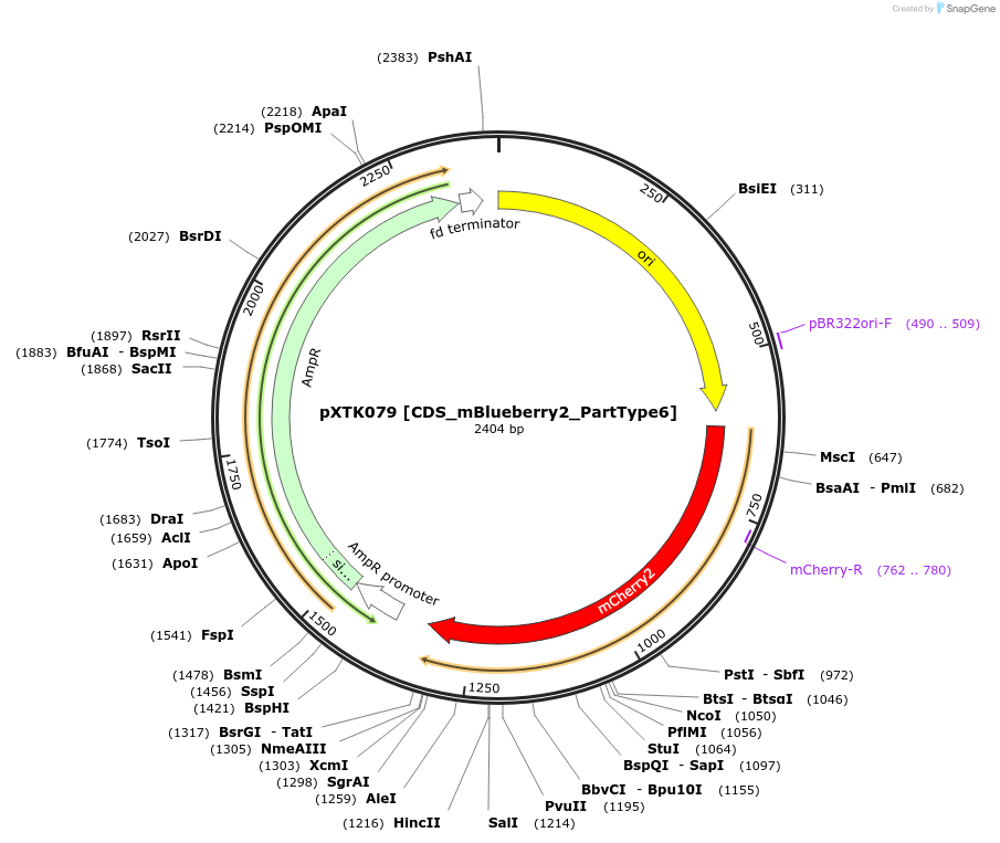 229316-plasmid-map-sequence-id-464705