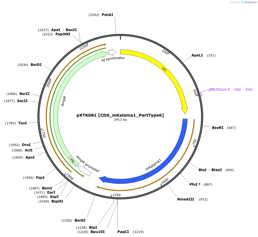 229318-plasmid-map-sequence-id-464707