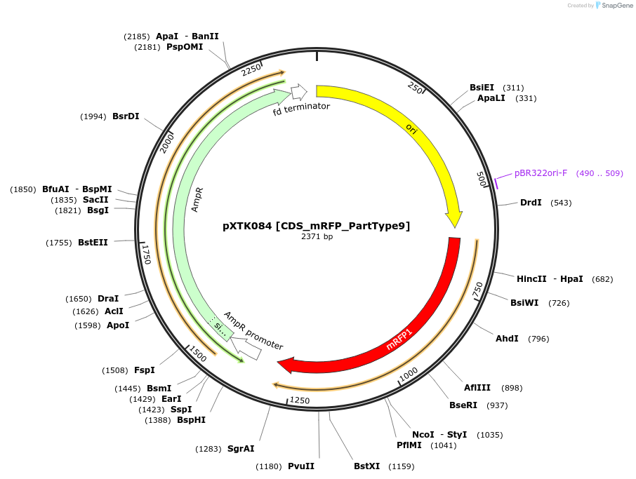 229321-plasmid-map-sequence-id-464710