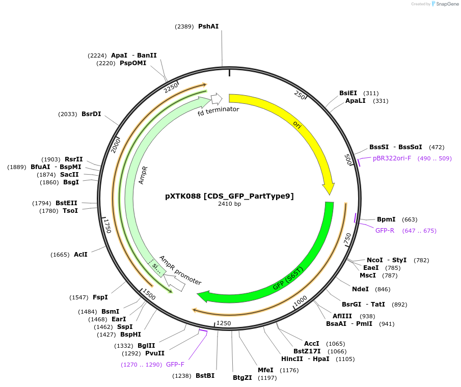 229325-plasmid-map-sequence-id-464714