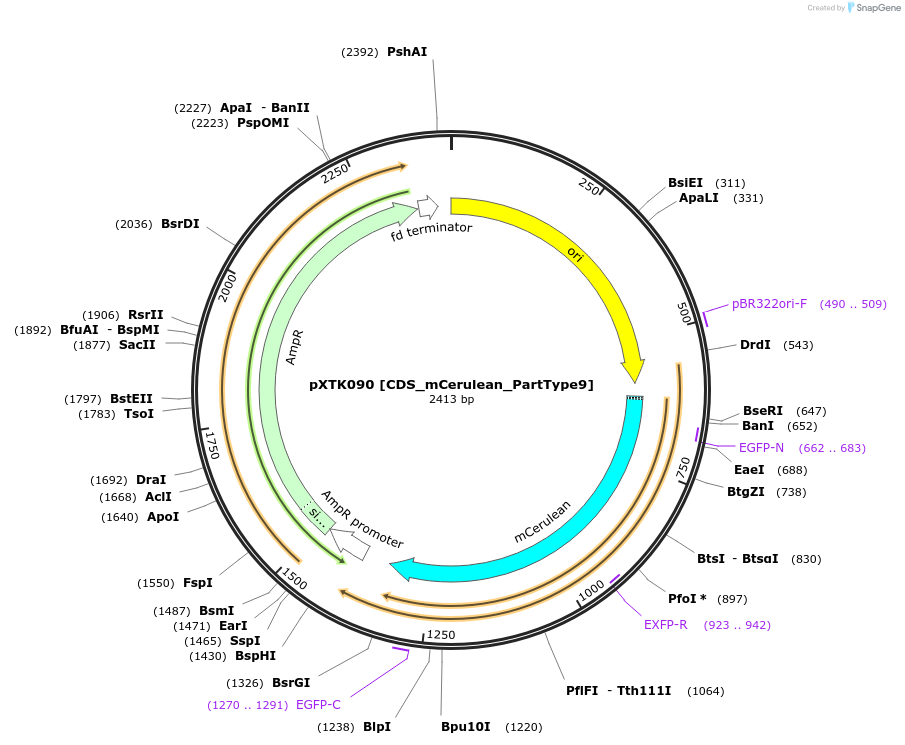 229327-plasmid-map-sequence-id-464716