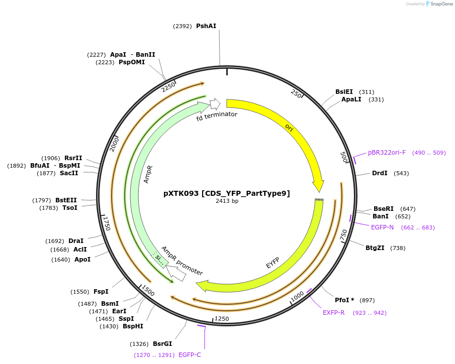 229330-plasmid-map-sequence-id-464719