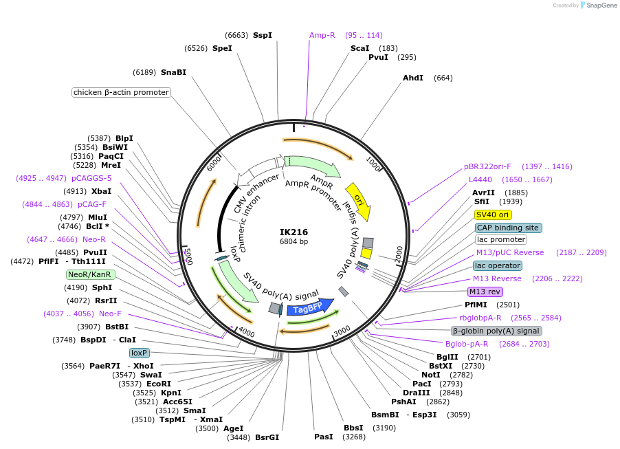 233652-plasmid-map-sequence-id-464724