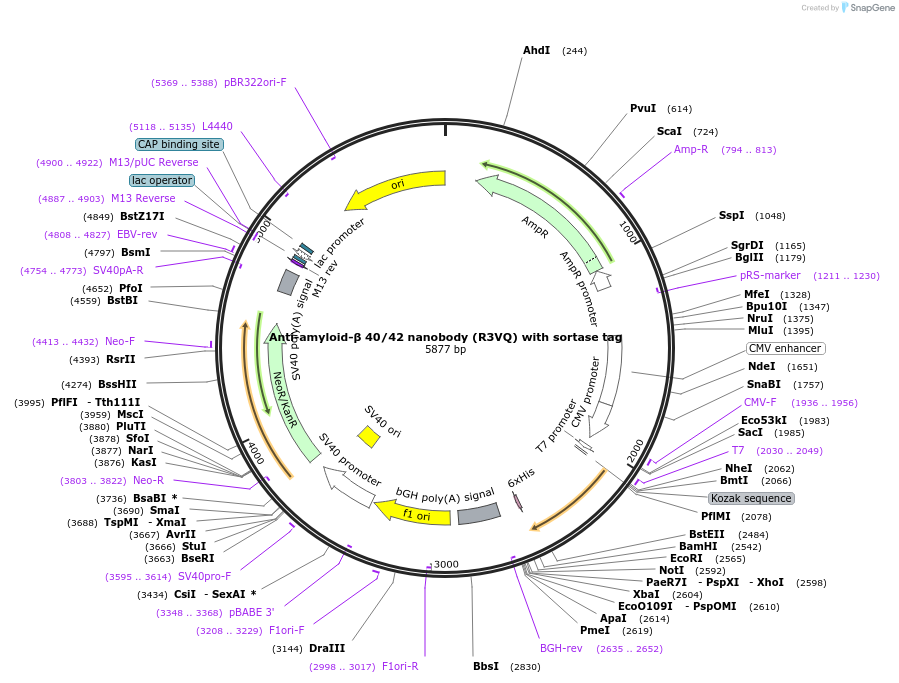 233217-plasmid-map-sequence-id-464726