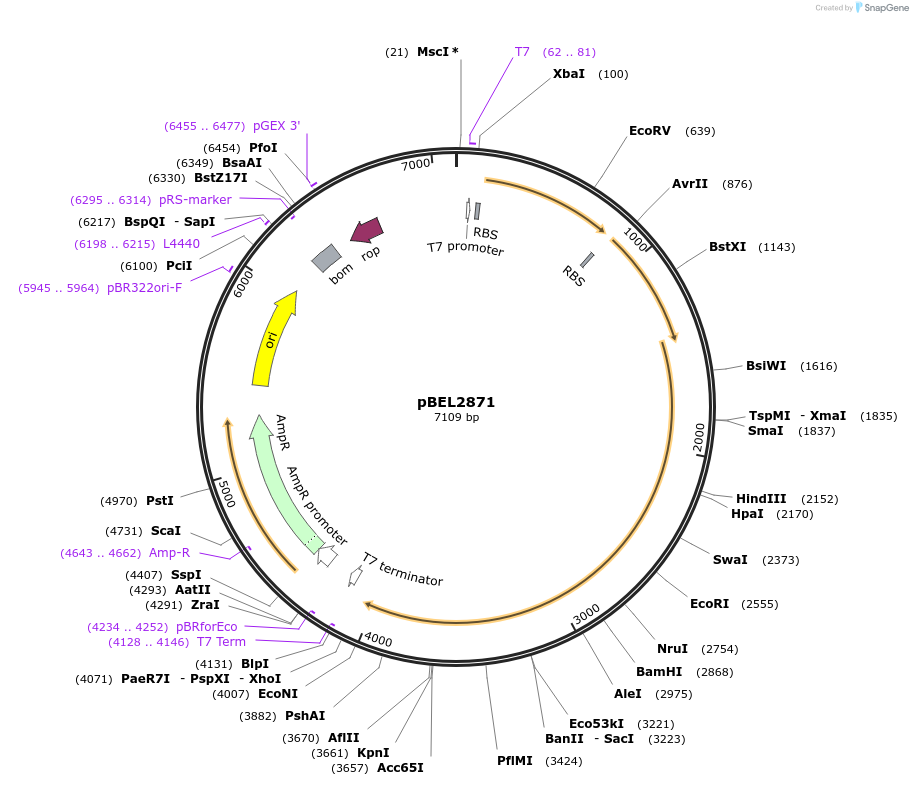 232516-plasmid-map-sequence-id-464729