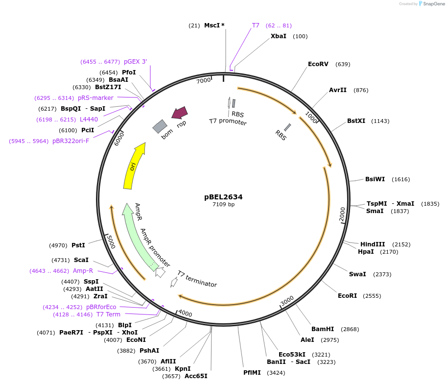 232498-plasmid-map-sequence-id-464730