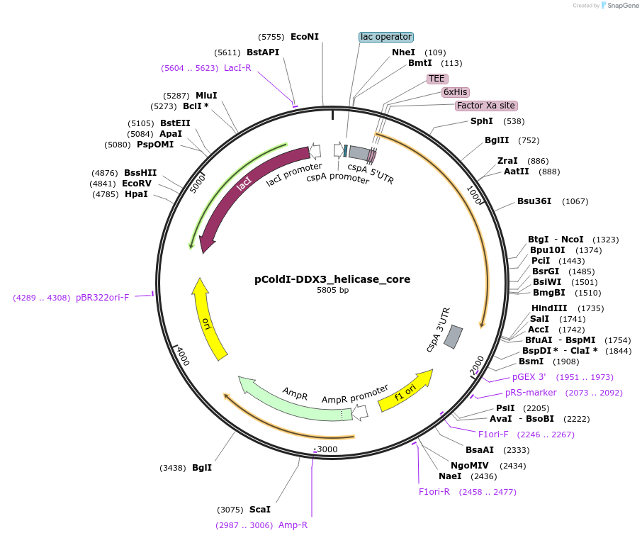 233618-plasmid-map-sequence-id-464749