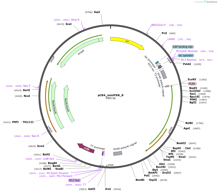 234361-plasmid-map-sequence-id-464762