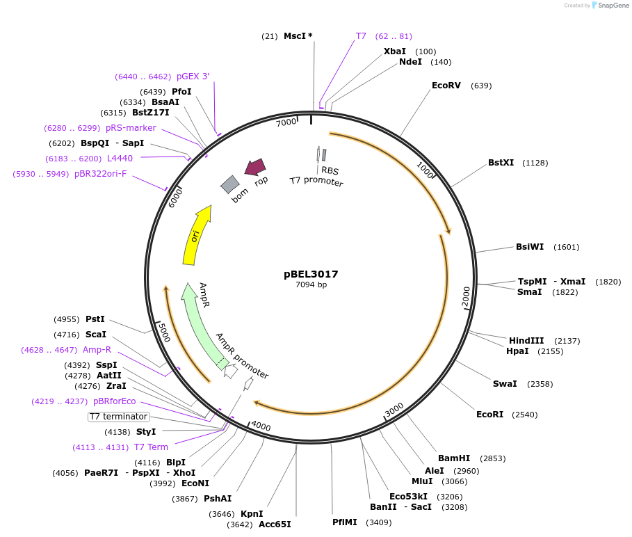 232529-plasmid-map-sequence-id-464782