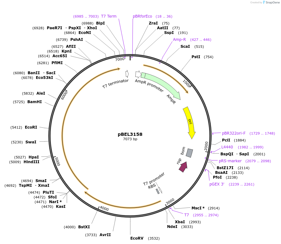 232530-plasmid-map-sequence-id-464788