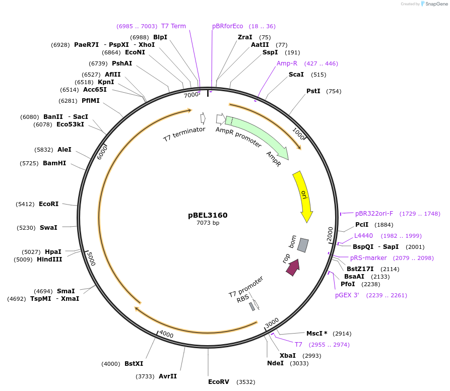 232532-plasmid-map-sequence-id-464802