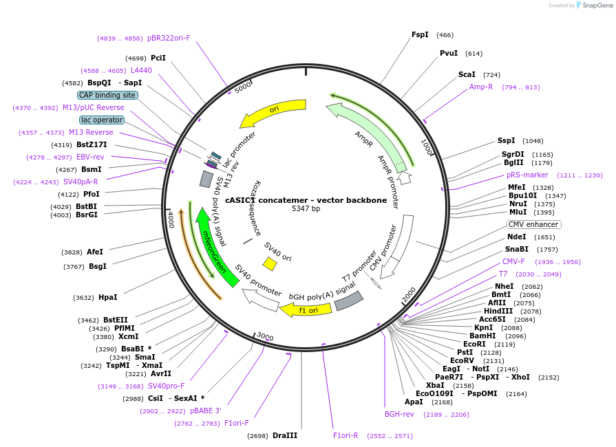 233132-plasmid-map-sequence-id-464806