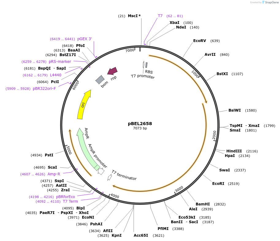232502-plasmid-map-sequence-id-464809