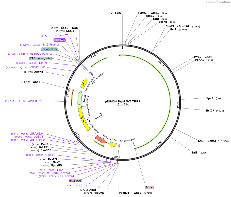 234120-plasmid-map-sequence-id-464810