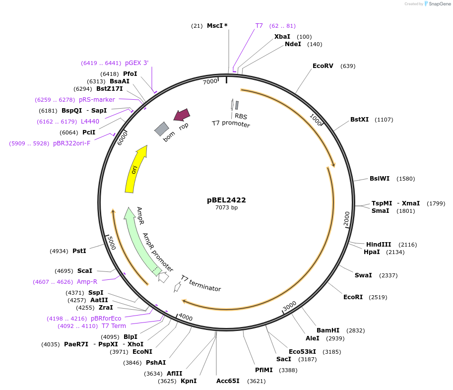 232490-plasmid-map-sequence-id-464814
