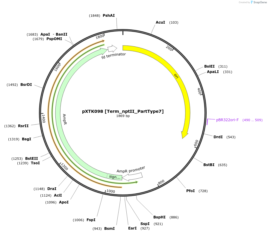229335-plasmid-map-sequence-id-464818