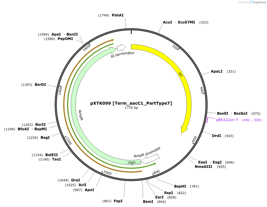 229336-plasmid-map-sequence-id-464819
