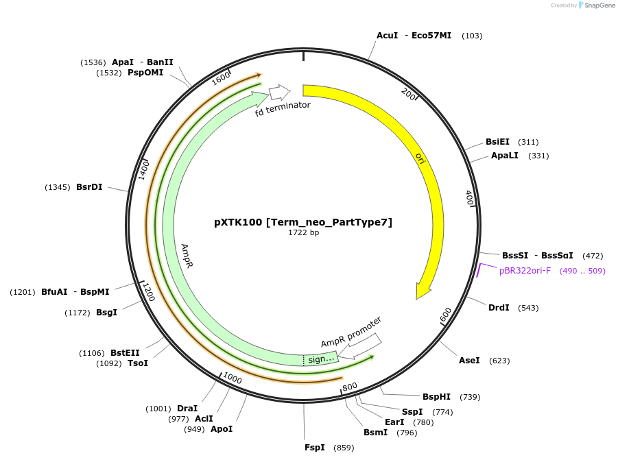 229337-plasmid-map-sequence-id-464820