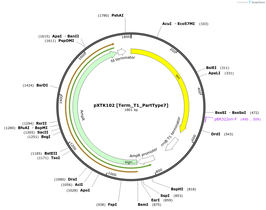 229339-plasmid-map-sequence-id-464822