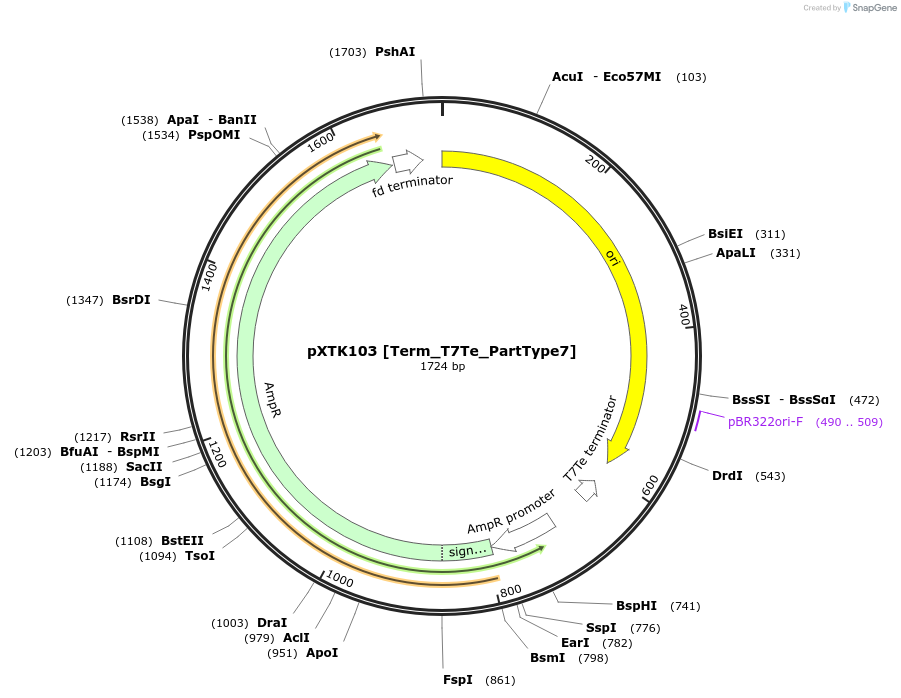229340-plasmid-map-sequence-id-464823