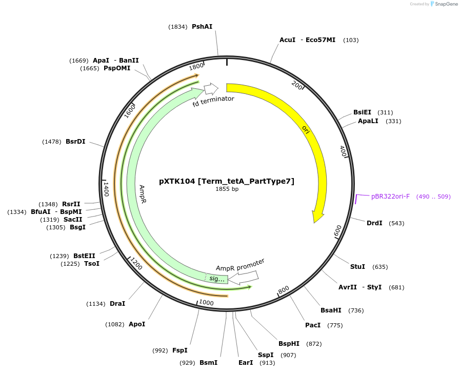 229341-plasmid-map-sequence-id-464824