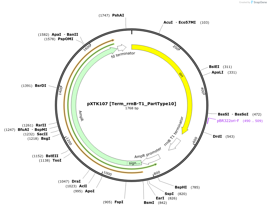 229344-plasmid-map-sequence-id-464827