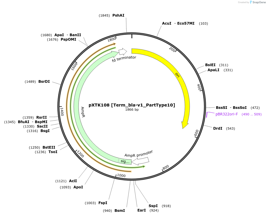 229345-plasmid-map-sequence-id-464828