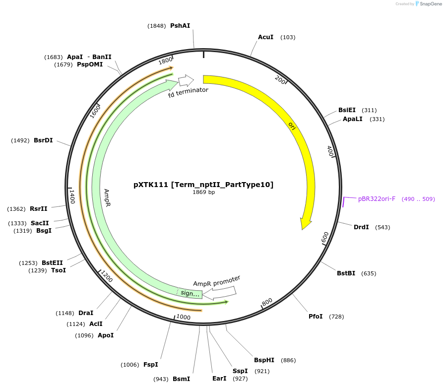 229348-plasmid-map-sequence-id-464831