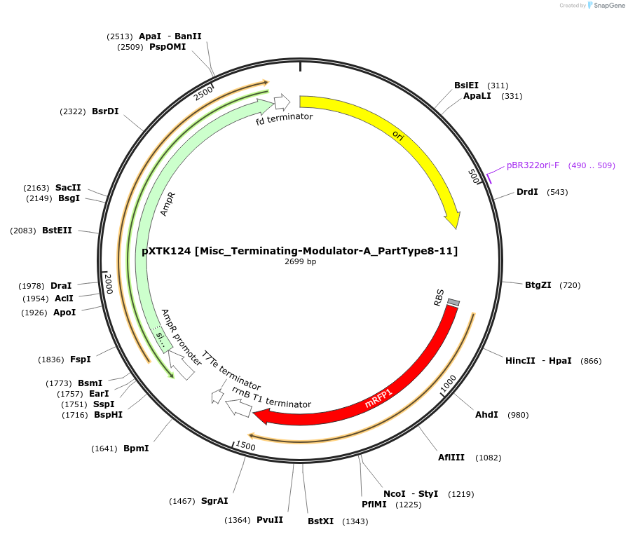 229361-plasmid-map-sequence-id-464844