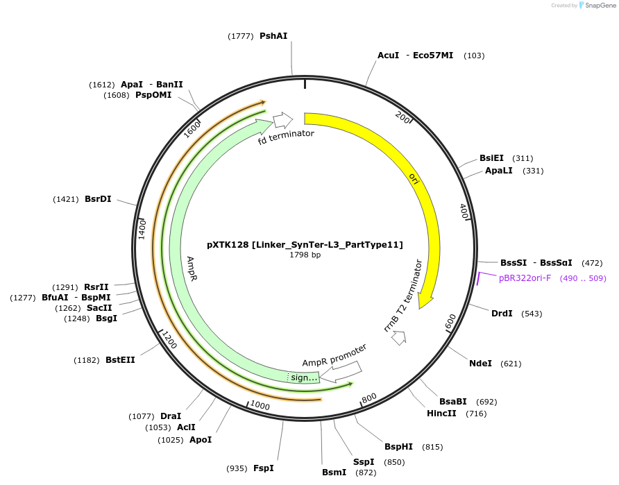 229365-plasmid-map-sequence-id-464847