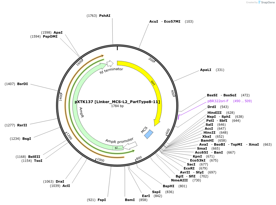 229374-plasmid-map-sequence-id-464856