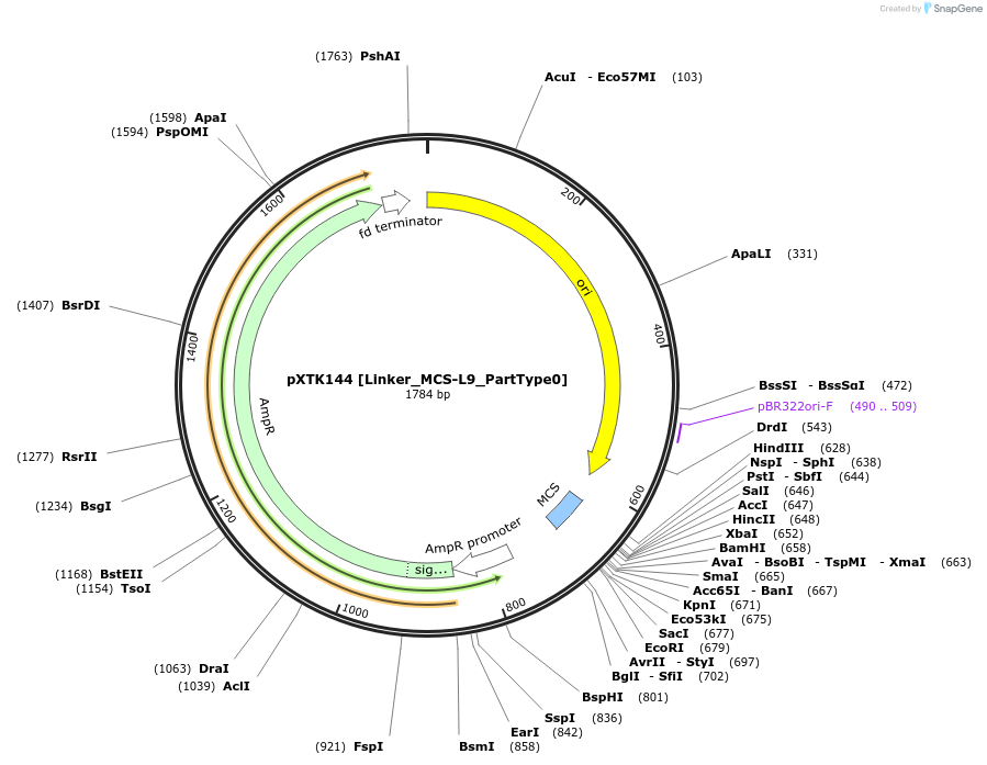 229381-plasmid-map-sequence-id-464863