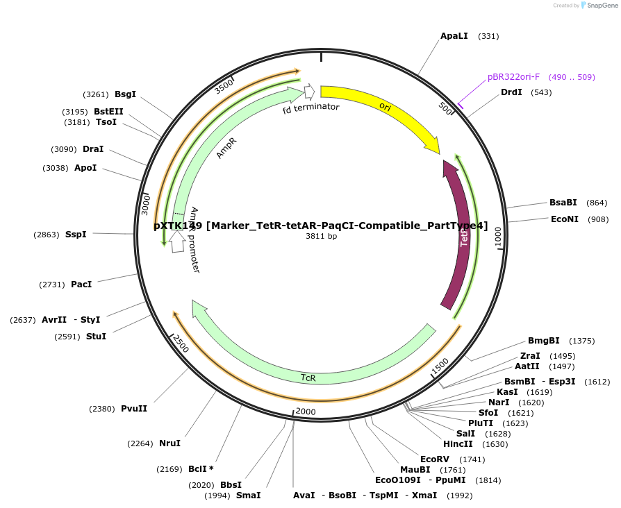 229386-plasmid-map-sequence-id-464868