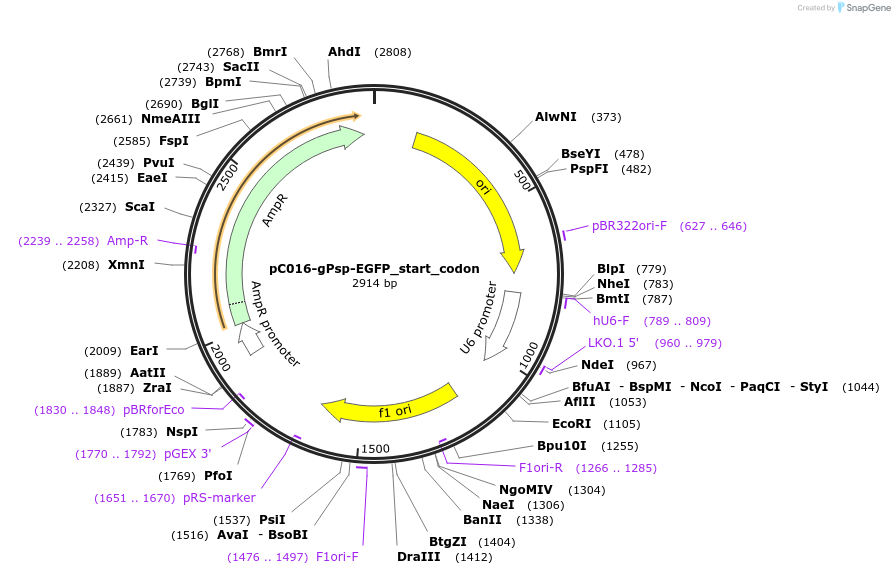233613-plasmid-map-sequence-id-464901